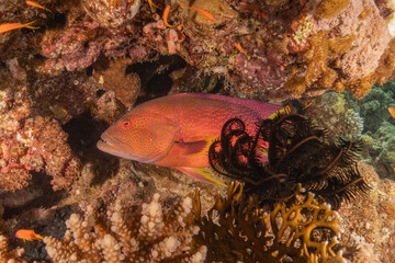 Fish swimming in the Red Sea, colorful fish, Eilat Israel
