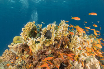 Coral reef and water plants in the Red Sea, Eilat Israel
