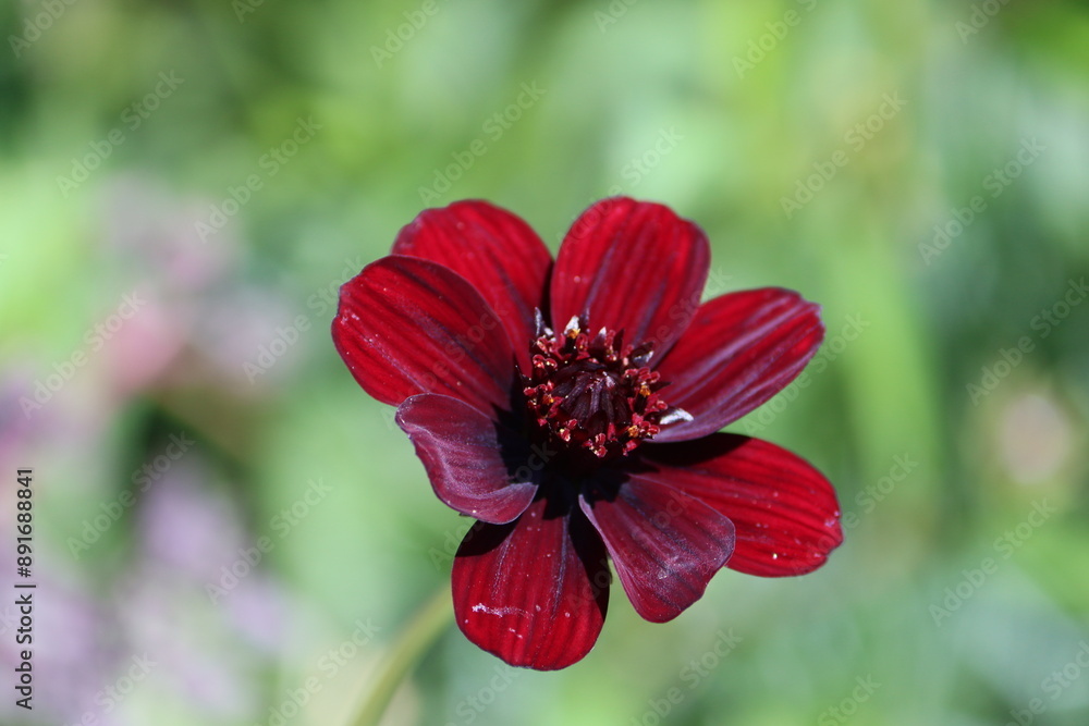 Sticker Sweden. Cosmos atrosanguineus, the chocolate cosmos, is a species of Cosmos, native to Mexico.  