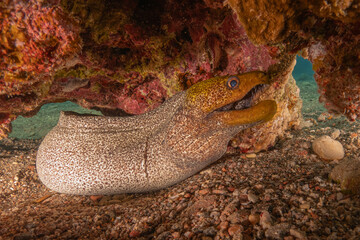 Moray eel Mooray lycodontis undulatus in the Red Sea, Eilat Israel
