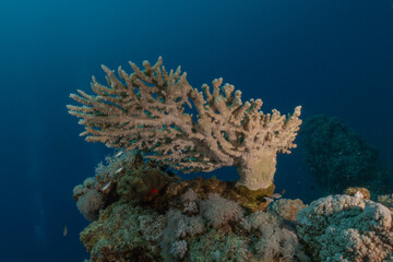 Coral reef and water plants in the Red Sea, Eilat Israel
