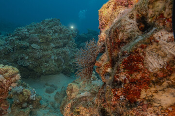 Coral reef and water plants in the Red Sea, Eilat Israel
