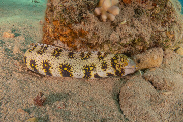 Moray eel Mooray lycodontis undulatus in the Red Sea, Eilat Israel
