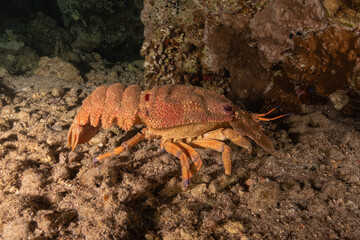 Lobster at the Red Sea Colorful and beautiful, Eilat Israel
