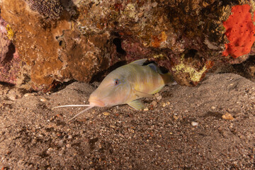 Obraz premium Fish swimming in the Red Sea, colorful fish, Eilat Israel 