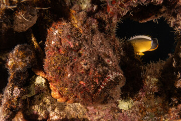 Fish swimming in the Red Sea, colorful fish, Eilat Israel

