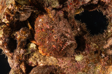 Fish swimming in the Red Sea, colorful fish, Eilat Israel

