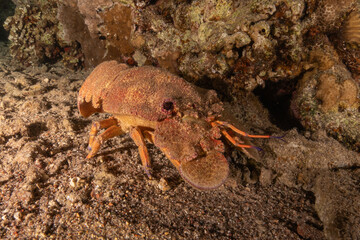 Lobster at the Red Sea Colorful and beautiful, Eilat Israel
