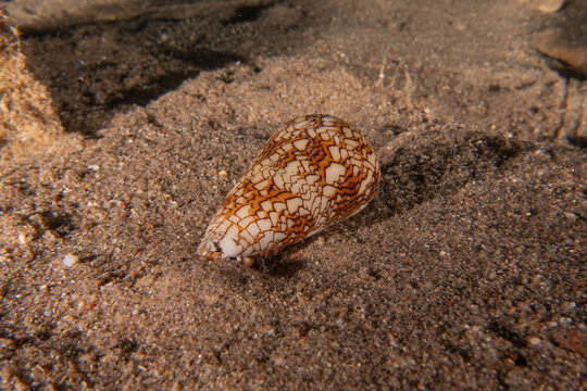 Conus textile On the seabed in the Red Sea, Eilat Israel