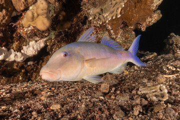 Fish swimming in the Red Sea, colorful fish, Eilat Israel
