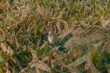 Moray eel Mooray lycodontis undulatus in the Red Sea, Eilat Israel
