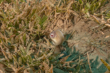 Moray eel Mooray lycodontis undulatus in the Red Sea, Eilat Israel
