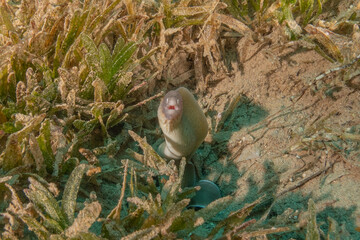 Moray eel Mooray lycodontis undulatus in the Red Sea, Eilat Israel
