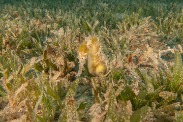 Obraz premium Sea Horse in the Red Sea Colorful and beautiful, Eilat Israel 