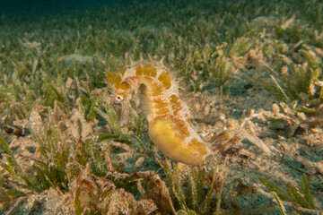 Sea Horse in the Red Sea Colorful and beautiful, Eilat Israel
