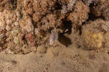 Moray eel Mooray lycodontis undulatus in the Red Sea, Eilat Israel
