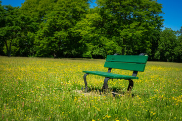 Single green park bench amidst numerous yellow wildflowers in Squibnocket Park, Watertown, MA, USA