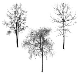Set of Branch of old tree with clipping path isolated on white  transparent.