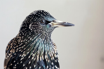 Close-up of a European Starling Bird
