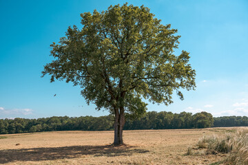 Fototapeta premium le temps des moisons, champ et arbre solitaire