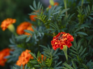 Honey bee gathering pollen from an orange marigold (tagetes) flower.