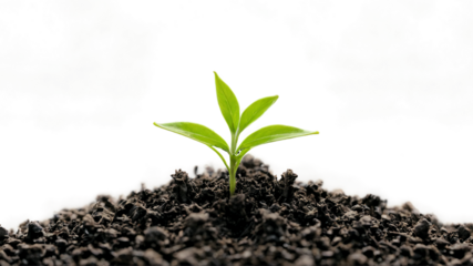 Green plants growing up from black soil, Small tree on soil, Young Transparent PNG Background
