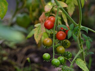 Vine of cherry tomatoes ripen on a tomato plant in the greenhouse