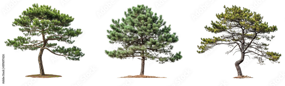 Aufkleber pine trees with branches isolated on transparent or white background