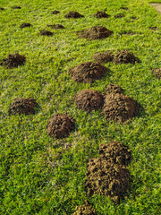 Multiple Molehills in Green Grass Lawn During Daytime