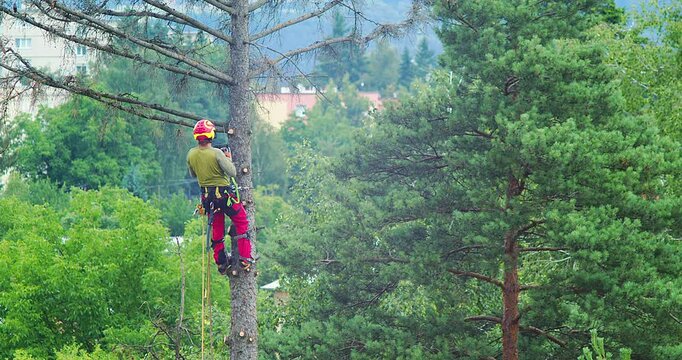Worker cuts down a tree, a man cuts trees with electric chainsaw, Lumberjack to cut branches while cutting down the tree, wood, A man saws a sawmill with a chainsaw at a height with insurance.	