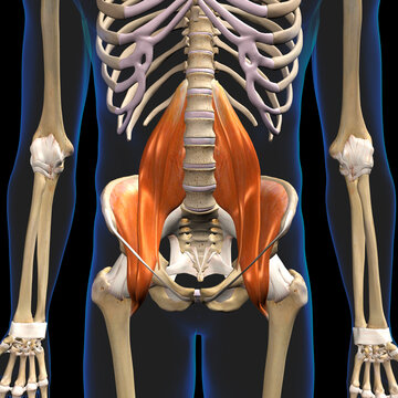 Iliopsoas Muscle Group in Isolation Front View of Pelvis, Hip and Thoracic Cavity Human Anatomy	
