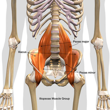 Iliopsoas Muscle Group Labeled in Isolation Front View of Pelvis, Hip and Thoracic Cavity Human Anatomy	