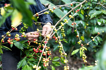 hands of a peasant man collecting Colombian coffee on a farm in a forest