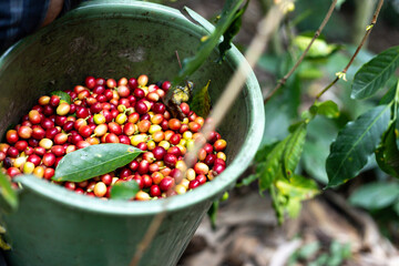 peasant man with hat growing Colombian coffee collecting in a bucket full of coffee beans