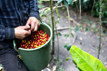peasant man with hat growing Colombian coffee collecting in a bucket full of coffee beans