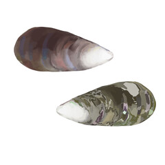 Seashell in brown color on isolated background