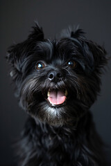 Naklejka premium Close-Up Portraits of Happy Fluffy Dogs with Joyful Expressions on Black Backgrounds Showcasing Well-Groomed Fur and Playful Personalities