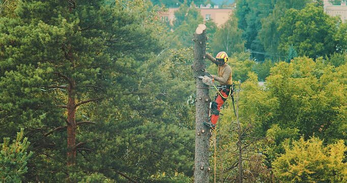 Worker cuts down a tree, a man cuts trees with electric chainsaw, Lumberjack to cut branches while cutting down the tree, wood, A man saws a sawmill with a chainsaw at a height with insurance.	