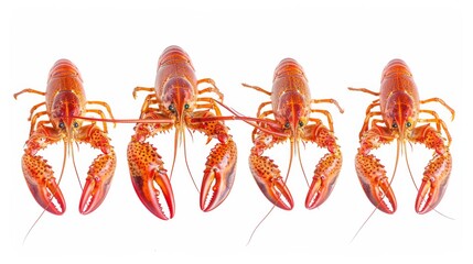 Four live crawfish positioned separately on a white background. Shellfish isolated on white. Photo realistic photo.
