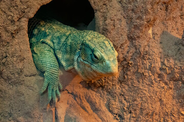 Green lizzard emerging from its hole in sandy terrain