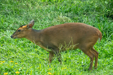 Common duiker (Sylvicapra grimmia), a small-sized  antelope native to sub-Saharan Africa