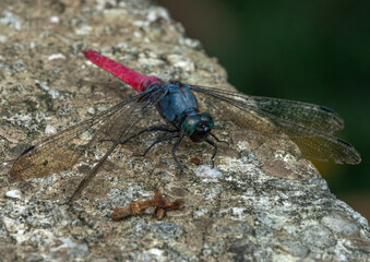 Closeup of a crimson-tailed marsh hawk dragonfly (Orthetrum pruinosum) in a farm in Maokong, Weshan district, New Taipei City, Taiwan