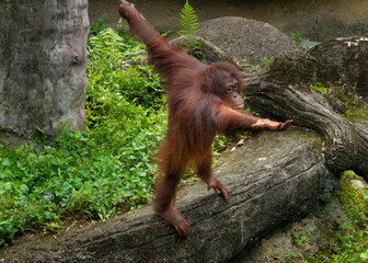 Baby orangutan asking for a helping hand. Perhaps symbolic of the fact that its intelligent species is critically endangered