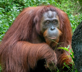 The gentle human like expression of an orangutan is always and extremely moving moment. This critically endangered animal is among the most intelligent primates.