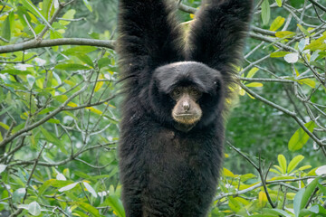 Siaman gibbon (Symphalangus syndactylus) hanging from a tree branch in a typical position
