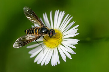 Lomatia sp., an einer Geruchlosen Kamille