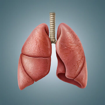 human lung anatomy