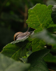 snail on a leaf 