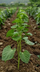 Cowpea plants thriving in a vibrant vegetable garden, showcasing healthy beans and lush green leaves.






