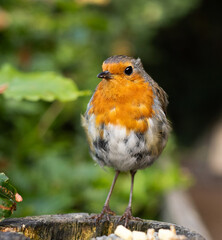robin on a branch